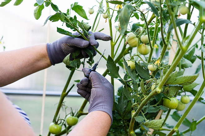 Preventing Contaminants for Bountiful Harvests